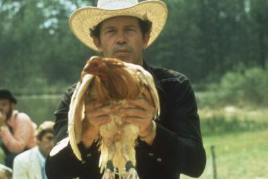 Gallos de pelea