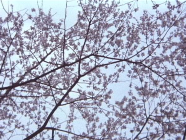 The Cherry Tree With Gray Blossoms