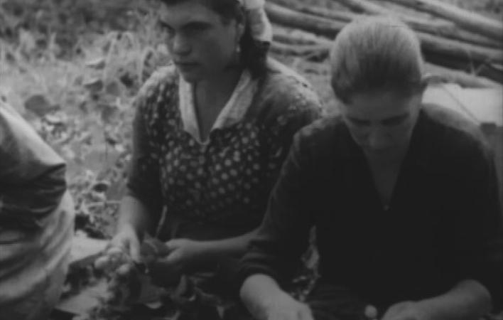 Lúpulo + Galicia agrícola + Lires + Albariño doble